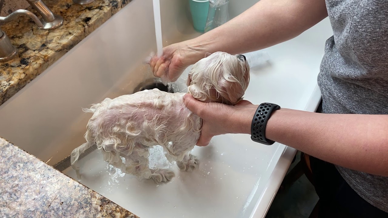 Bathing Your Dog At Home (Maltese)