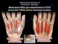 Interosseous Muscles Of The Hand Anatomy - Everything You Need To Know - Dr. Nabil Ebraheim