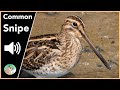 Common Snipe - Sounds