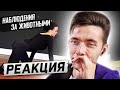 ХЕСУС СМОТРИТ КУРС МАСТЕРТВО АКТЕРА - НАБЛЮДЕНИЯ ЗА ЖИВОТНЫМИ | РЕАКЦИЯ