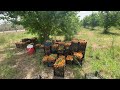 شجرة المشمش Apricots نظرة عامة والبيئة الملائمة شجرة المشمش Apricots نظرة عامة والبيئة الملائمة