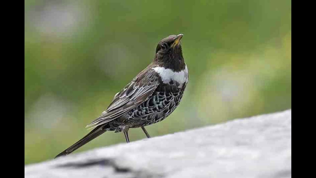 Ring Ouzel Bird Call