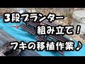 ３段フラワースタンド到着 ＆ 井戸設置準備の為にフキの移植
