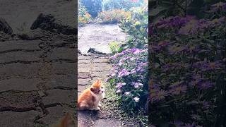 Love Story - Indila | Lyrics | Aesthetic | Slowed | #shorts #lyrics