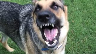 DOGS BARKING to Make your Dog Bark 4|Dog Breeds Barking Sound Effects