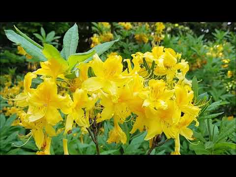 Video: Rhododendron Sarı