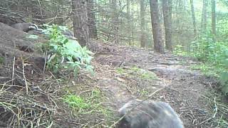 Wild Scottish Badgers - another huge family. by Chris Sydes 254 views 11 years ago 31 seconds