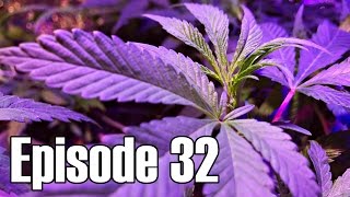 More Early Cannabis Grafts - Episode 32