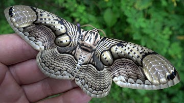 MOST Beautiful MOTH EVER: Brahmaea hearseyi