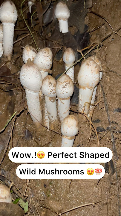 Perfect shaped wild mushrooms 😍😍🍄‍🟫 Wow..!😍🍄