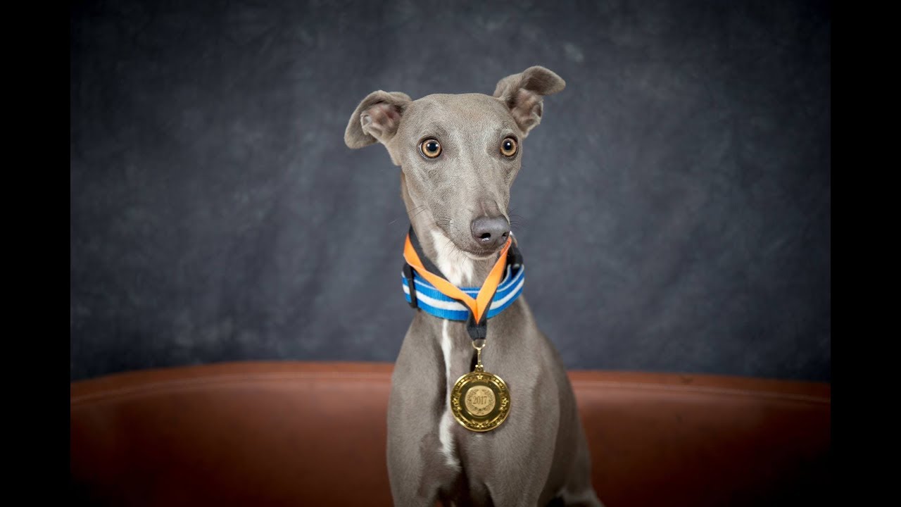 Pixie Willow - Whippet - 4 Weeks Residential Dog Training