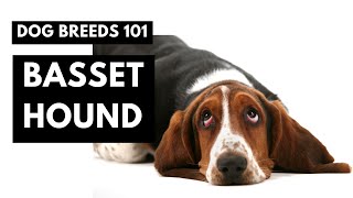 Basset Hound 101: Watch This FIRST!