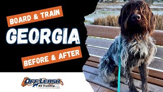 Wirehaired Pointing Griffon, 1 y/o, "Georgia" | Incredible Griffon Obedience Training | Spokane