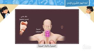 أجزاء الجهاز التنفسي في الإنسان