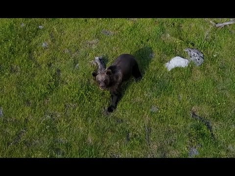 L' Orso delle Dolomiti di Brenta - MB Drone