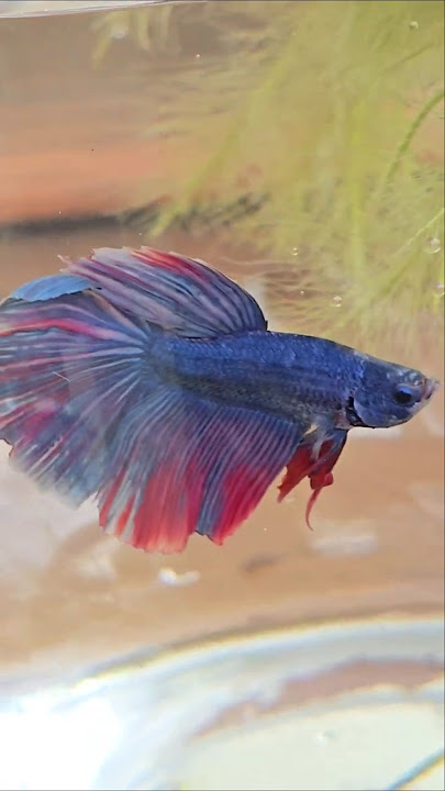 So beautiful Betta fish, You never see #bettafish #fish #shorts #viral