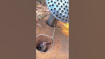 Đặt bẫy rắn miền Tây sông nước cả nhà ơi