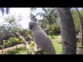 Новички БАЛИ - 08. Кофе Лювак и Парк птиц и рептилий (Bali Bird Park)