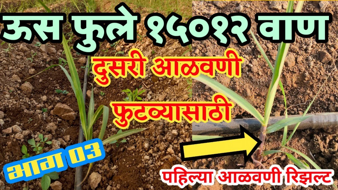 ऊस फुले १५०१२ दुसरी आळवणी फुटव्याच्या वाढीसाठी ! फुले 15012 ऊस भाग ०३ ,New Sugarcane Variety 15012