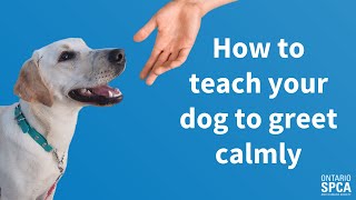 How to teach your dog to greet calmly