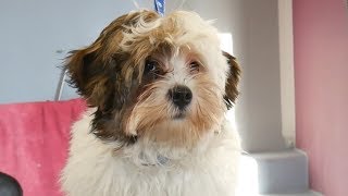 Grooming Guide - Grooming Havanese Puppy #56
