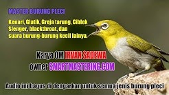 Master Burung Pleci Isian Kenari, Gereja Tarung, Ciblek, blackthroat, dan burung kecil lainya - Durasi: 14:01. Master Burung Pleci Isian Kenari, Gereja Tarung, Ciblek, blackthroat, dan burung kecil lainya - Durasi: 14:01.