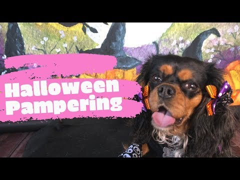 how-to-pamper-your-puppy-|-halloween-edition