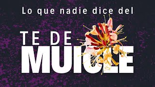 Lo que NADIE dice del Te de MUICLE