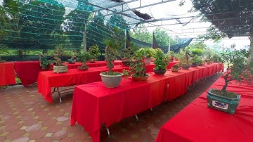 Báo giá loạt bonsai mini để bàn giá rẻ ở HTX Cây Cảnh Thăng Long (0399903128)