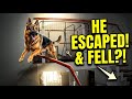 Dog falls down stairs after escaping cage in Shandong, China