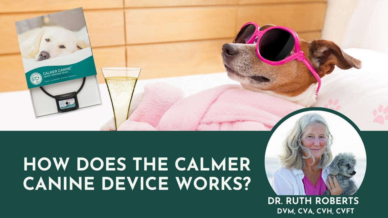 Anxiety Fix for Your Dog? My Honest Review of the Calmer Canine System!