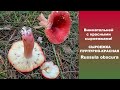 Внимательней с красными сыроежками! Сыроежка пурпурно-красная  - Russula obscura