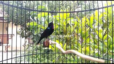 Kolibri Black Sunbird Gacor