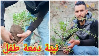 طريقة زراعة نبتة دمعة الطفل الجميلة من نباتات الزينة في الجزائر