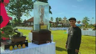 Review of Bonsai Champion The Max and The Max  30cm International 2025 Bali