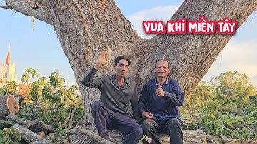 Vua Khỉ cưa tỉa cành cây Còng Khủng gần 2 ngày mới xong (Phần 4/4).