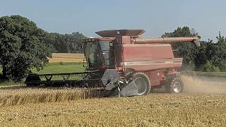Young Farmer Harvest First Wheat Crop With Case IH 2388