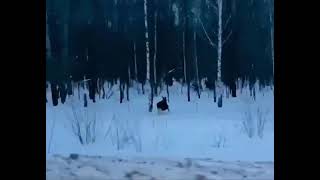 Засняли лосей недалеко от границы Архангельского и Белорецкого районов 🦌❤️
