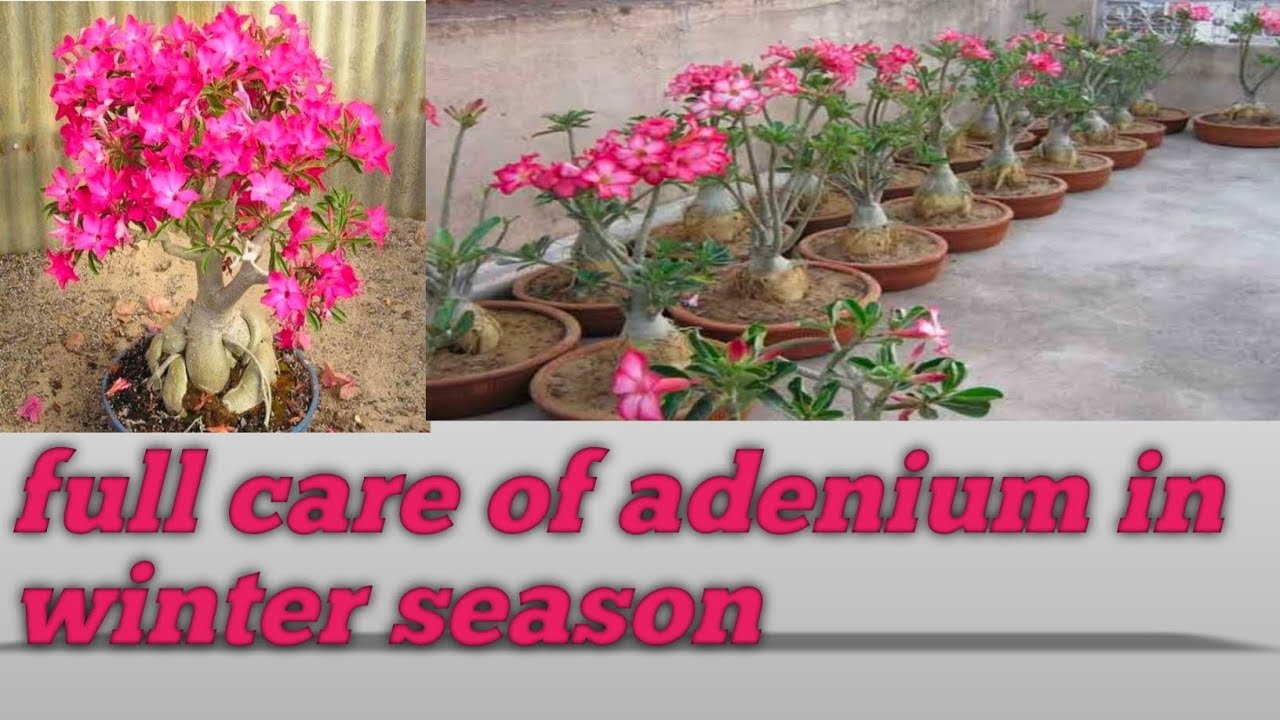 adenium desert Rose plant care and gardening desert Rose plant adenium