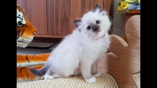 Seven week old Birman kittens playing