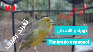 chant de canari timbrado تغريد كناري تمبرادو اسباني