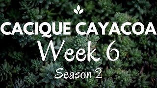 Cannabis Autoflower One Minute Update - Week 6