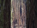 印度榕 Indian banyan