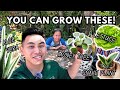 How to Grow Lettuce, Spider Plant, Aloe &amp; Propagate Snake &amp; Chinese Money Plants!