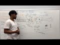 MCAT General Biology: Chapter 4 - The Nervous System | FULL LECTURE