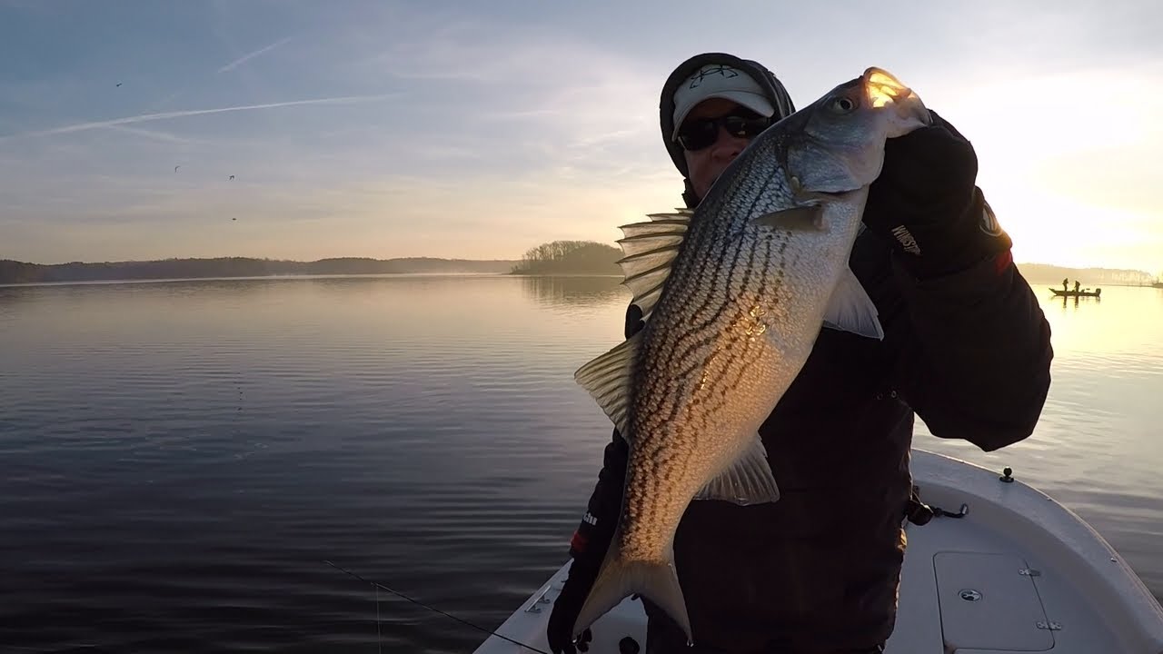 striped bass fishing - YouTube