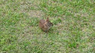 Cute lil Wild Bunny Rabbit eating 🍀 Clovers 4-10- 2024