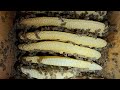 Inside the Honey Bee Hive