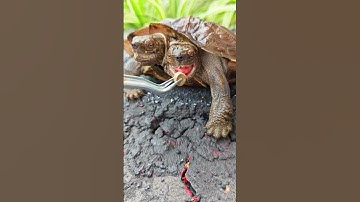 Today we had small bread!! It smells so good!! #turtle #turtlewatching #cute #animals