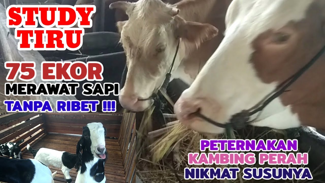 TERNAK SAPI || TERNAK SAPI TANPA NGARIT 
